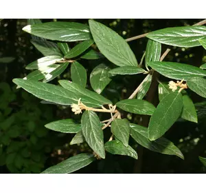 Калина морщинистолистна 2 річна, Калина морщинистолистная / Пражская, Viburnum rhytidophyllum