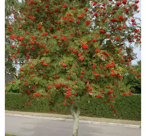Горобина звичайна 2 річна, Рябина обыкновенная, Sorbus aucuparia