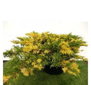 Ялівець китайський Expansa Variegata 3 річний, Можжевельник китайский Экспанса Вариегата, Juniperus chinensis