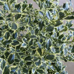Падуб гостролистий Argentea Marginata 2 річний, Падуб остролистный Аргентеа Маргината, Ilex aquifolium