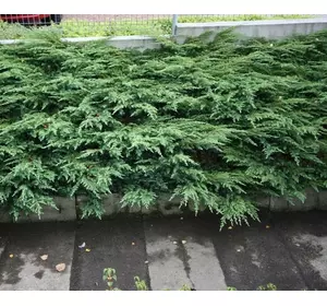 Ялівець звичайний Repanda 2 річний. Можжевельник обыкновенный Репанда, Juniperus communis Repanda