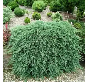 Ялівець горизонтальний Wiltonii 4 річний, Можжевельник горизонтальный Вилтони Juniperus horizontalis Wiltonii