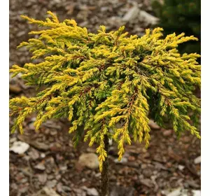 Ялівець звичайний Goldschatz 2 річний, Можжевельник обыкновенный Голдшатц, Juniperus communis Goldschatz