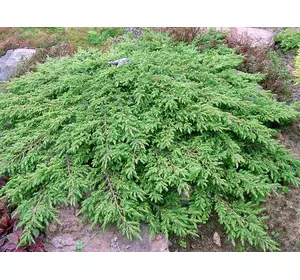 Ялівець звичайний Green Carpet 2 річний, Можжевельник обыкновенный Грин Карпет Juniperus communis Green Carpet