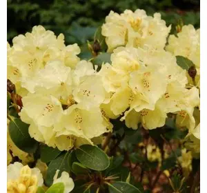 Рододендрон гібридний Goldkrone 3 річний, Рододендрон гибридный Голдкрон, Rhododendron Goldkrone