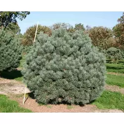 Сосна звичайна Watereri 2річна, Сосна обыкновенная Ватерери, Pinus sylvestris Watereri