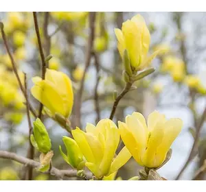 Магнолія бруклінська Yellow Bird 0.7-0.8м, Магнолия бруклинская Єллоу Бьорд, Magnolia brooklynensis