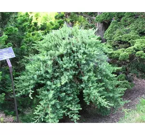 Ялівець прибережний Blue Pacific 3 річний, Можжевельник прибрежный Блю Пасифик Juniperus conferta Blue Pacific