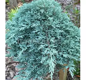 Ялівець горизонтальний Iceе Blue / Monber 2 річний, Можжевельник горизонтальный Айс Блю /Монбер, Juniperus