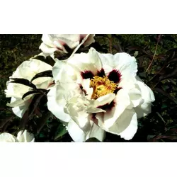 Півонія деревоподібна Біла 2 річна, Пион Древовидный белый, Paeonia x suffruticosa