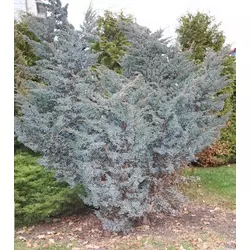 Ялівець лускатий Meyeri 4 річний, Можжевельник чешуйчатый Мейери, Juniperus squamata Meyeri