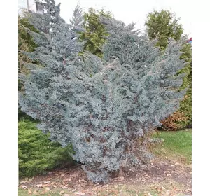Ялівець лускатий Meyeri 4 річний, Можжевельник чешуйчатый Мейери, Juniperus squamata Meyeri