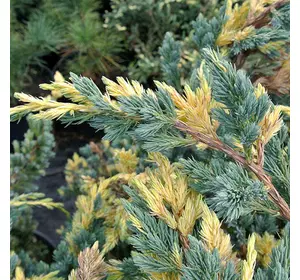 Ялівець лускатий Golden Flame 2 річний, Можжевельник чешуйчатый Голден Флейм, Juniperus squamata Golden Flame