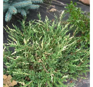Ялівець звичайний Spotty Spreader 3 річний, Можжевельник обыкновенный Спотти Спридер, Juniperus communis