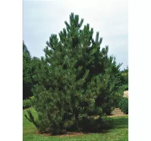 Сосна чорна Аustriaca 2 річна, Сосна черная Австрийская, Pinus nigra var. austriaca