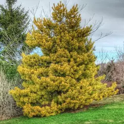Сосна звичайна Aurea 3 річна, Сосна обыкновенная Ауреа, Pinus sylvestris Aurea