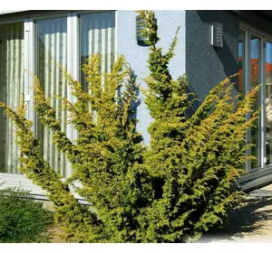 Ялівець китайський Plumosa Aurea 2 річний, Можжевельник китайский Плюмоза Ауреа, Juniperus chinensis Plumosa