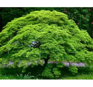 Клен пальмолистний / японський Emerald Lace 2 річний, Клен дланевидный Эмеральд Лейс, Acer palmatum