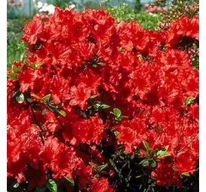Азалія японська Galathea 4 річна, Азалия японская Галатея, Rhododendron / Azalea japonica Galathea