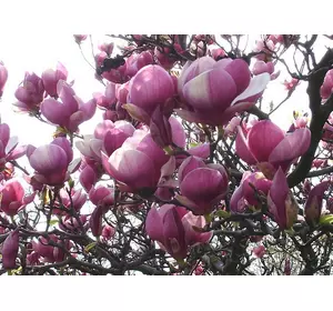 Магнолія Суланжа Рожева з насіння 1 річна, Магнолия Суланжа Розовая из семян, Magnolia X soulangeana