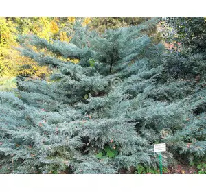 Ялівець середній Pfitzeriana Glauca 4 річний, Можжевельник средний Пфитцериана Глаука, Juniperus х media