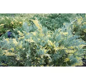 Ялівець середній Blue and Gold 3 річний, Можжевельник средний Блю энд Голд Juniperus рfitzeriana Blue and Gold