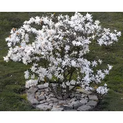 Магнолія зірчаста 2 річна, Магнолия звездчатая, Magnolia stellata