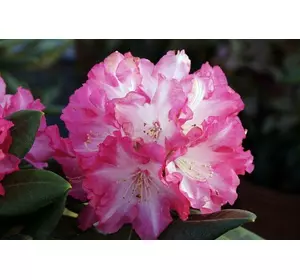 Рододендрон Blurettia 4 річний 30-40cм, Рододендрон гибридный Блюреттия, Rhododendron yakushimanum