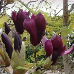 Магнолія Лілієфлора Nigrа 60-80см, Магнолия лилиецветная Нигра, Magnolia liliiflora Nigra