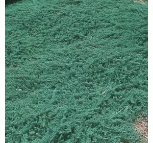 Ялівець горизонтальний Wiltonii 3 річний, Можжевельник горизонтальный Вилтони Juniperus horizontalis Wiltonii