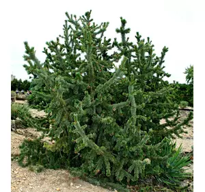 Сосна Остиста 2 річна, Сосна Остистая, Pinus aristata