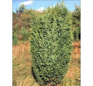 Ялівець звичайний, Можжевельник обыкновенный, Juniperus communis