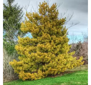 Сосна звичайна Aurea 2 річна, Сосна обыкновенная Ауреа, Pinus sylvestris Aurea