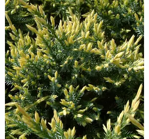 Ялівець лускатий Holger 4 річний, Можжевельник чешуйчатый Холгер, Juniperus squamata Holger