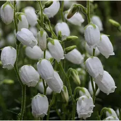 Дабеція катабрійська біла 3 річна, Дабеция катарбийская белая, Daboecia cantabrica