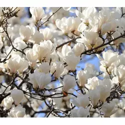 Магнолія Суланжа Біла з насіння 2 річна, Магнолия Суланжа Белая из семян, Magnolia X soulangeana