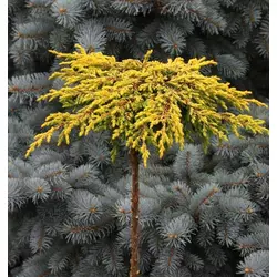Ялівець звичайний Goldschatz на штамбі 0,8м, Можжевельник обыкновенный Голдшатц на штамбе, Juniperus communis