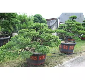 Ялівець китайський Shimpaku 4 річний для БОНСАЮ, Можжевельник китайский Шимпаку, Juniperus chinensis Shimpaku