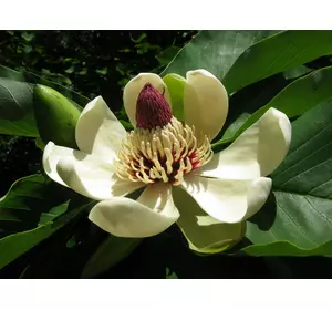 Магнолія Оберненояйцевидна 2 річна, Магнолия Обратнояйцевидная, Magnolia obovata