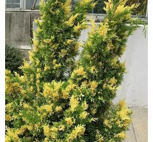 Ялівець китайський Kaizuka Variegata 3 річний, Можжевельник китайский Кайзука Вариегата, Juniperus