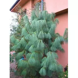 Сосна Гімалайська / Гріффіта 3 річна, Сосна гималайская / Гриффита, Pinus wallichiana / griffithii