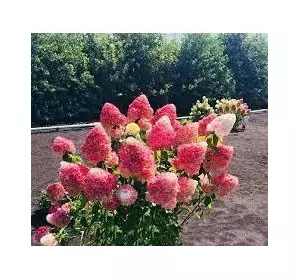 Гортензія волотиста Living Pink and Rose 2 річна, Гортензия метельчатая Пинк энд Роуз, Hydrangea paniculata