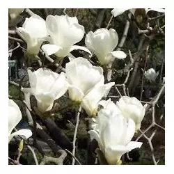 Магнолія Оголена 1 рік, Магнолия Обнаженная, Magnolia denudata