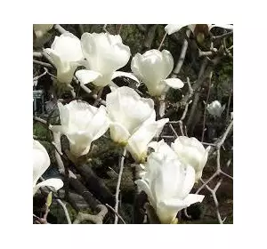 Магнолія Оголена 1 рік, Магнолия Обнаженная, Magnolia denudata