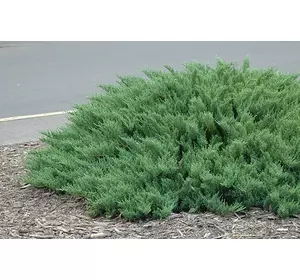 Ялівець козацький Tamariscifolia 2 річний. Можжевельник казацкий Тамарисцифолия, Juniperus sabina Tamariscifol