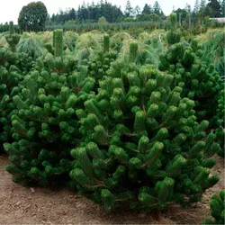 Сосна чорна Oregon Green 3 річна, Сосна черная Орегон Грин, Pinus nigra Oregon Green