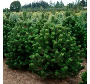 Сосна чорна Oregon Green 3 річна, Сосна черная Орегон Грин, Pinus nigra Oregon Green
