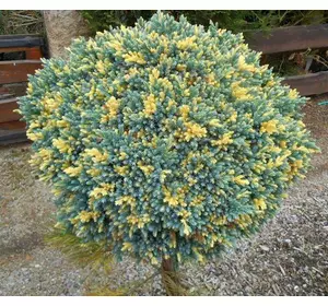 Ялівець лускатий floreant на штамбі 1м, Можжевельник чешуйчатый Флореант на штамбе Juniperus squamata floreant