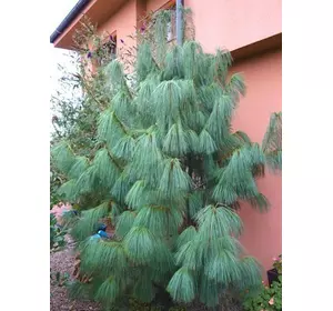 Сосна Гімалайська / Гріффіта 2 річна, Сосна гималайская / Гриффита, Pinus wallichiana / griffithii