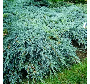 Ялівець лускатий Blue Carpet 3 річний, Можжевельник чешуйчатый Блю Карпет, Juniperus squamata Blue Carpet